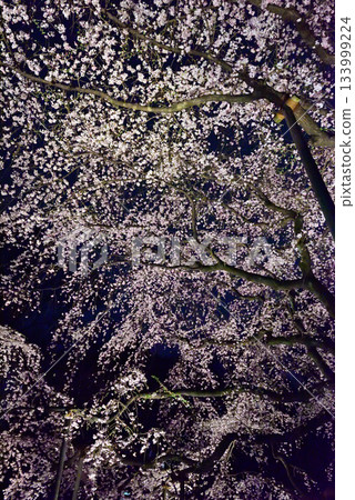 Rikugien Garden Weeping Cherry Blossoms 133999224