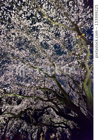 六義園垂枝櫻花 六義園垂枝櫻花 133999225