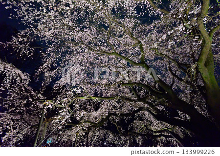 六義園垂枝櫻花 六義園垂枝櫻花 133999226