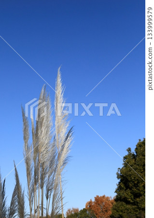 Clear skies and silver grass Clear skies and silver grass 133999579