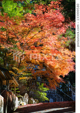 Autumn leaves decorating the approach to Hachioji Shrine in Mizunami City, Gifu Prefecture Autumn leaves decorating the approach to Hachioji Shrine in Mizunami City, Gifu Prefecture 133999580