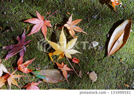 Colorful fallen maple leaves on the mossy ground at Hachioji Shrine 133999581