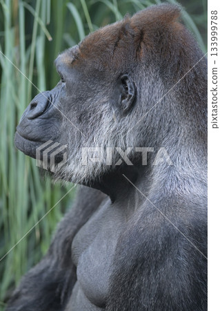 大猩猩臉看向側面 大猩猩臉看向側面 133999788