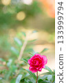 Sasanqua flowers 133999794