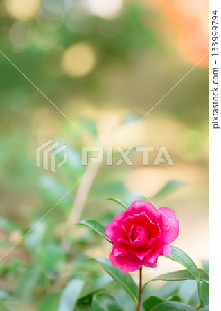 Sasanqua花 Sasanqua花 133999794