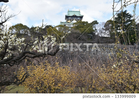 Plums of Osaka Castle 133999809