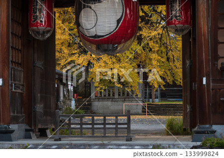 Ohatsuki ginkgo tree standing beyond the temple gate 133999824