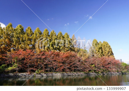 Autumn leaves and blue sky, Osaka Castle in the distance Autumn leaves and blue sky, Osaka Castle in the distance 133999907