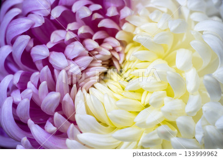 Beautiful close-up of purple and white chrysanthemums 133999962