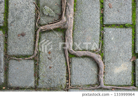 Roots growing through pavement close-up 133999964