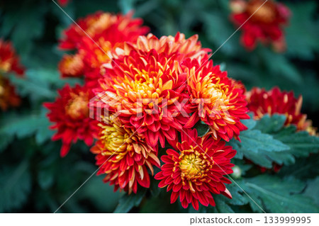 Bright red and yellow chrysanthemum in bloom during autumn Bright red and yellow chrysanthemum in bloom during autumn 133999995