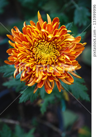 Chrysanthemum bloom revealing vibrant colors and details 133999996