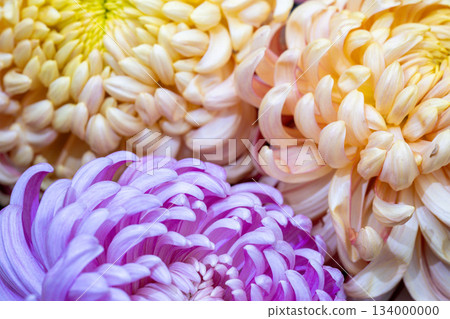 Beautiful flowering chrysanthemums during autumn Beautiful flowering chrysanthemums during autumn 134000000
