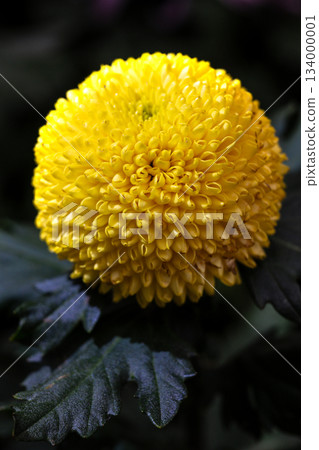 Bright yellow chrysanthemum showcases natural beauty 134000001