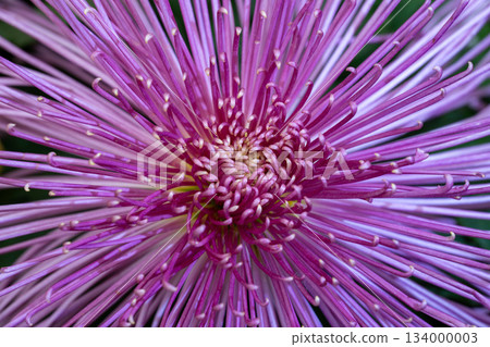 Chrysanthemum close-up showcasing vibrant color Chrysanthemum close-up showcasing vibrant color 134000003