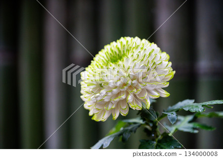 Flowering chrysanthemum blooms in a garden Flowering chrysanthemum blooms in a garden 134000008