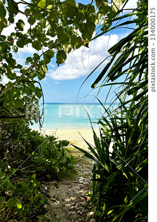 Okinawa: Going through a tunnel of trees leads to the sea 134000175