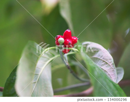 成熟的紅色山茱萸果實 134000296