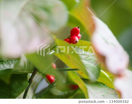 透過葉片可以看到山茱萸的果實 透過葉片可以看到山茱萸的果實 134000382