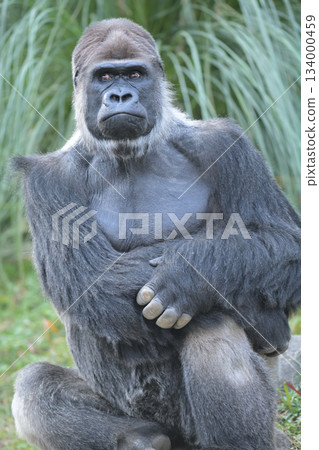 Gorilla is getting bored of being a photo model and wondering how long he'll keep posing like this Gorilla is getting bored of being a photo model and wondering how long he'll keep posing like this 134000459