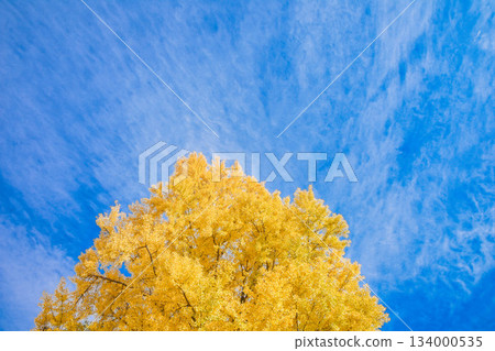 Late autumn image: Fallen yellow leaves Late autumn image: Fallen yellow leaves 134000535