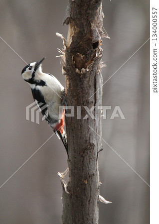 大斑啄木鳥（雌性）北海道野生鳥類 134000557
