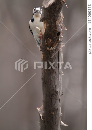 Great spotted woodpecker (female) Hokkaido wild bird Great spotted woodpecker (female) Hokkaido wild bird 134000558