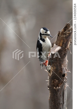 大斑啄木鳥(雌性)北海道野生鳥類 大斑啄木鳥(雌性)北海道野生鳥類 134000564