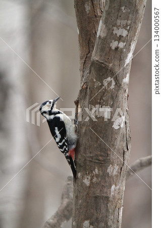 大斑啄木鳥（雌性）北海道野生鳥類 134000567