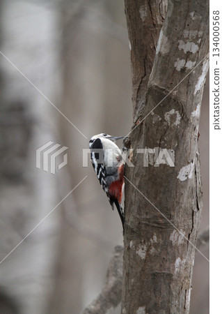 大斑啄木鳥（雌性）北海道野生鳥類 134000568
