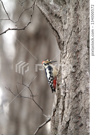 大斑啄木鳥（雄性）北海道野生鳥類 134000572