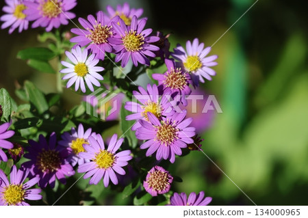 Close-up view of a chrysanthemum flower with reddish-purple petals in full bloom 134000965