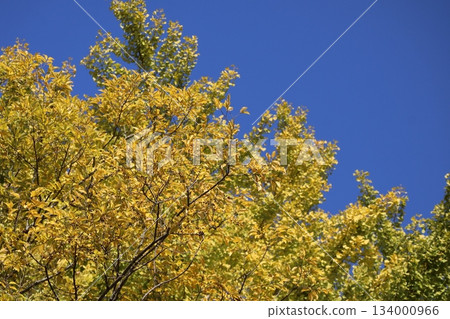 A landscape with blue skies and yellow trees A landscape with blue skies and yellow trees 134000966
