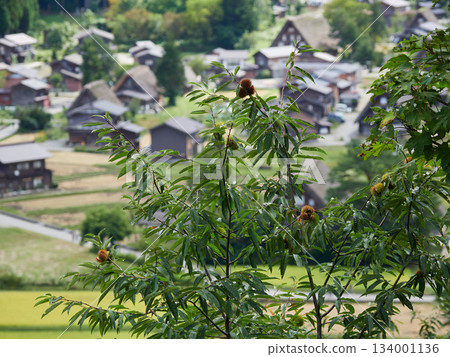 白川鄉(世界遺產)的秋日景色和栗樹 白川鄉(世界遺產)的秋日景色和栗樹 134001136