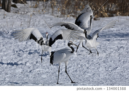 Red-crowned Crane - Crane Dance 134001388