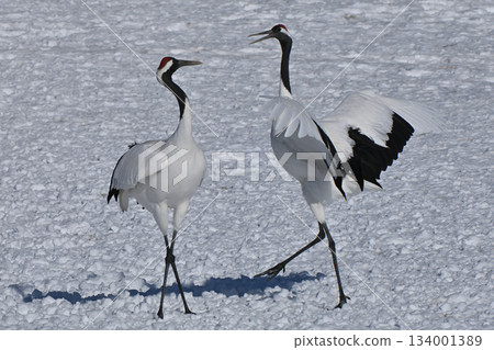 Red-crowned Crane - Crane Dance Red-crowned Crane - Crane Dance 134001389
