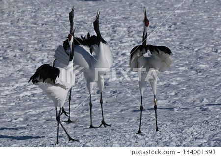 Crane crane Crane crane 134001391