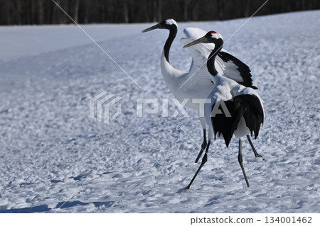 Dandoral cranes Dandoral cranes 134001462