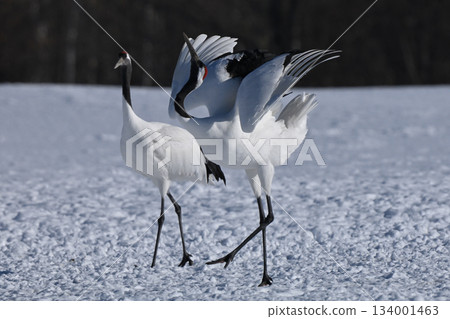 Dandoral cranes Dandoral cranes 134001463