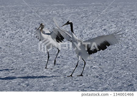 Japanese crane, landing Japanese crane, landing 134001466