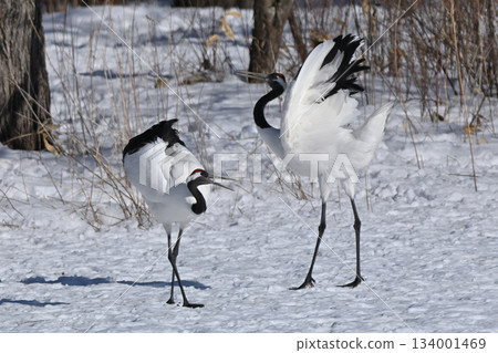 Red-crowned Crane - Crane Dance Red-crowned Crane - Crane Dance 134001469