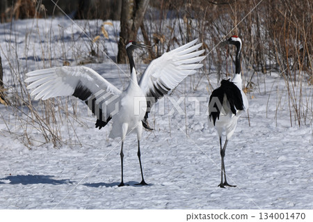Red-crowned Crane - Crane Dance Red-crowned Crane - Crane Dance 134001470