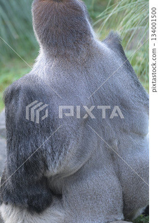 A dandy gorilla with a silvery white shining back A dandy gorilla with a silvery white shining back 134001500