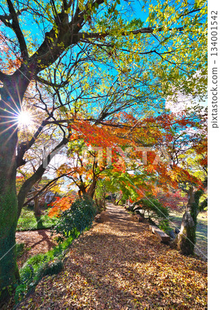 秋天Rakujuen 134001542