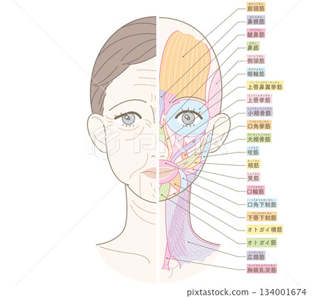 Wrinkles and sagging from the face to the neck, half muscle, there is a name Wrinkles and sagging from the face to the neck, half muscle, there is a name 134001674
