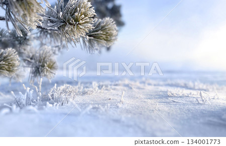 Frost-covered pine branches above snowy ground. Winter outdoor nature scene. Winter season and cold weather concept. Macro shot with copy space. Background for Christmas and New Year, winter holidays. 134001773