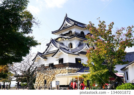 Shiga, Hikone, Hikone Castle, autumn leaves and castle tower (from the northeast) (late autumn) 134001872