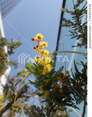 Mimosa flower Acacia decora 134001936