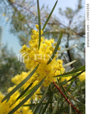 Mimosa flower Acacia decora Mimosa flower Acacia decora 134001938