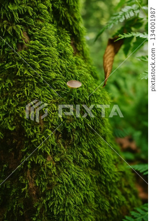 Small mushrooms growing on mossy trees and the texture of a deep forest Small mushrooms growing on mossy trees and the texture of a deep forest 134001987